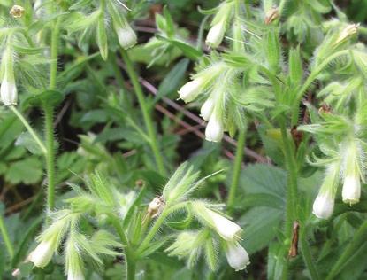 Homoki erdők Homokbuckák környékén a ritkuló fák között már akár a homoki árvalányhaj (Stipa borysthenica) és a terebélyes homoki