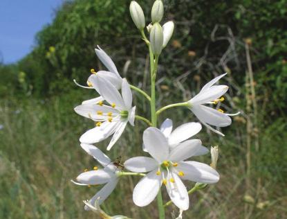 Ugyancsak jellegzetes, homokon előforduló fajok a homoki kikerics (Colchicum arenarium), a fürtös homokliliom (Anthericum liliago), vagy