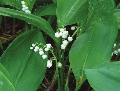Ilyen az erdőtípus névadója, a gyöngyvirág (Convallaria majalis) vagy a széleslevelű salamonpecsét (Polygonatum latifolium).