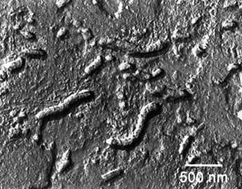 Marsi meteoritok Pásztázó elektronmikroszkópos (SEM)