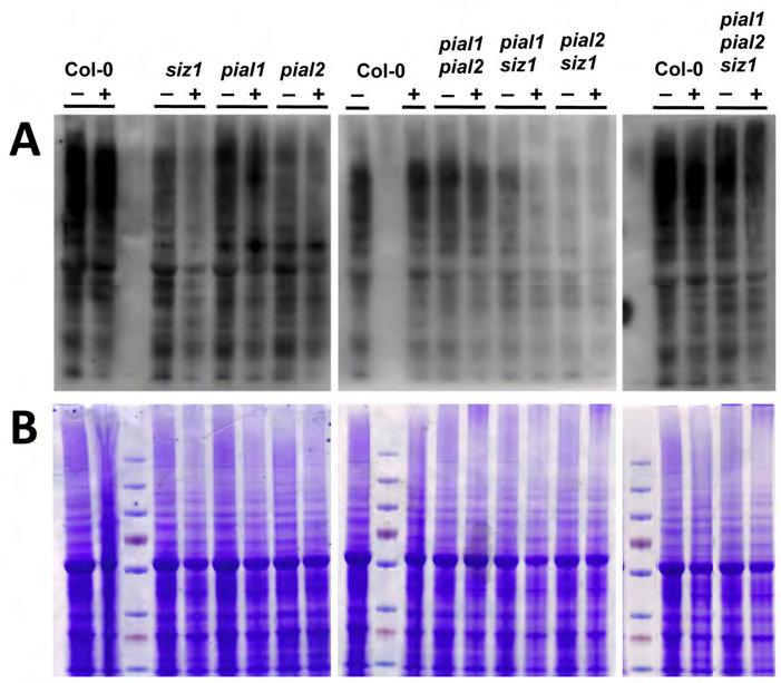 Supplemental Figure 9. Protein blots and Coomassie stained gels used to assess global SUMO conjugate levels.