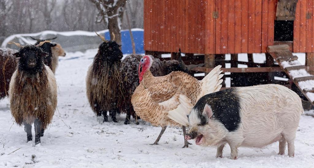 hogy belevágjanak a számukra ismeretlen paraszti életbe, de ők nem tágítottak. A gyökerekhez való visszatérés és a hagyományőrzés miatt választották ezt az életformát, amit a mai napig nem bántak meg.