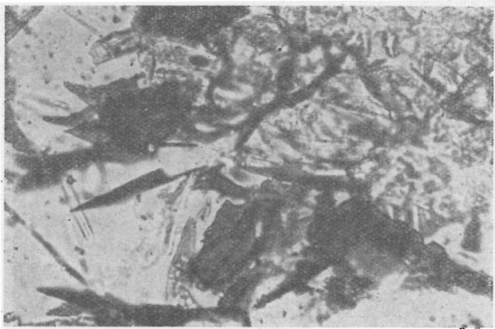 Opacitos porfiros amfibol (balra fent), iddingsites olivin (jobbra fent), augit, magnetit, a színes elegyrészek között üveges, analcimos, földpátos alapanyag.