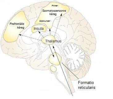fájdalomcsillapító pályák indulnak (Bingham és mtsai, 2009). A felszálló és leszálló fájdalompályák legfontosabb fájdalomérzékelésben résztvevő területeit az 2. ábra mutatja be.