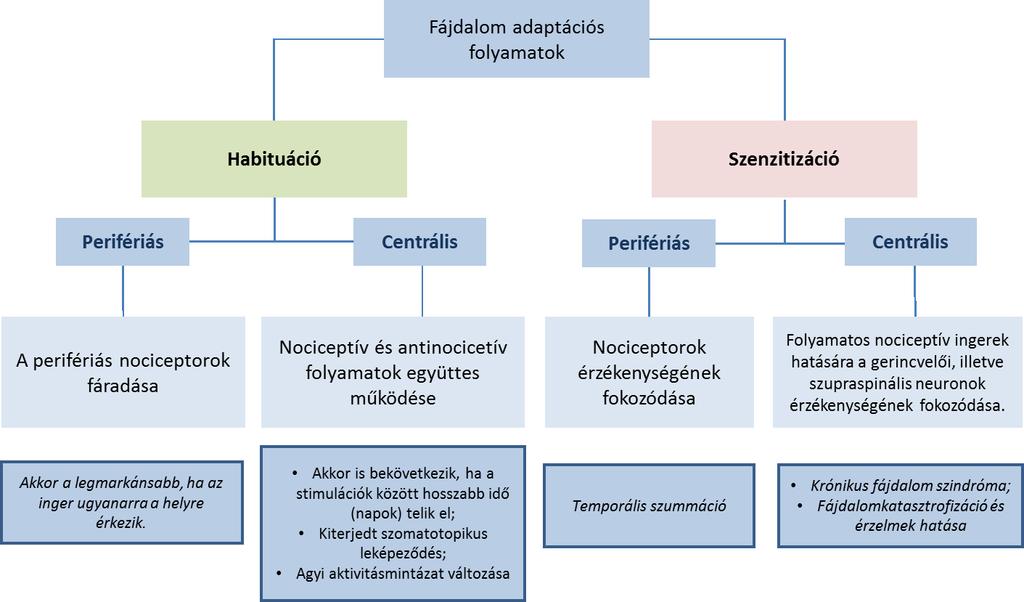 4. ábra A fájdalom adaptációs
