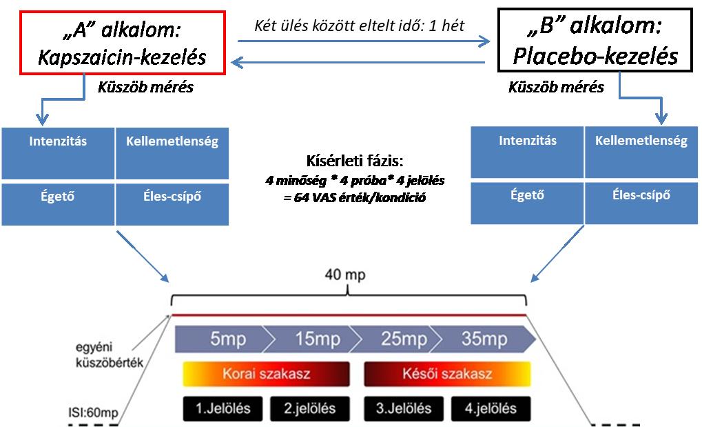 ezt a hőmérsékletet használtuk a későbbi kísérleti próbák során fájdalom stimulációra.