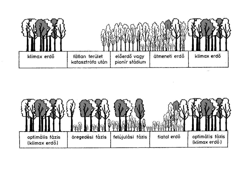 Nagy erdőciklus: Szekunder szukcesszió Állományt átalakító bolygatás Eltérő stratégiai fajok egyéni életciklusa
