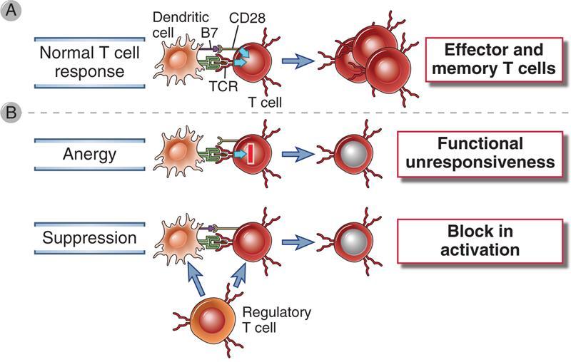 T sejt tolerancia a periférián Figure 14-3 Mechanisms of peripheral T cell tolerance.