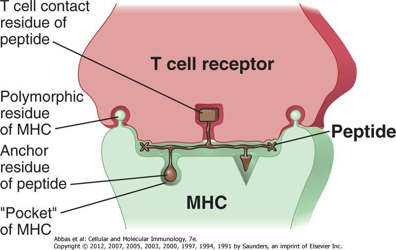 A T sejt az MHC-peptid komplexet ismeri fel Figure 6-1 A model for T cell recognition of a peptide-mhc complex.