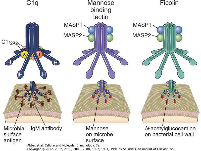 10 C1, mannose-binding lectin, and ficolin.