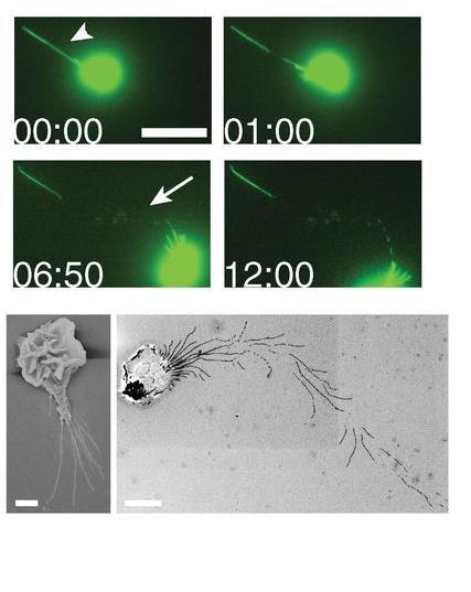 Neutrophil trails Kihong Lim et al.