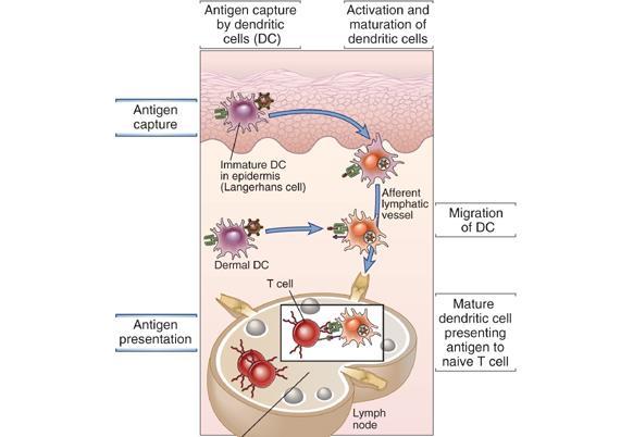 Role of dendritic cells in antigen capture and presentation.