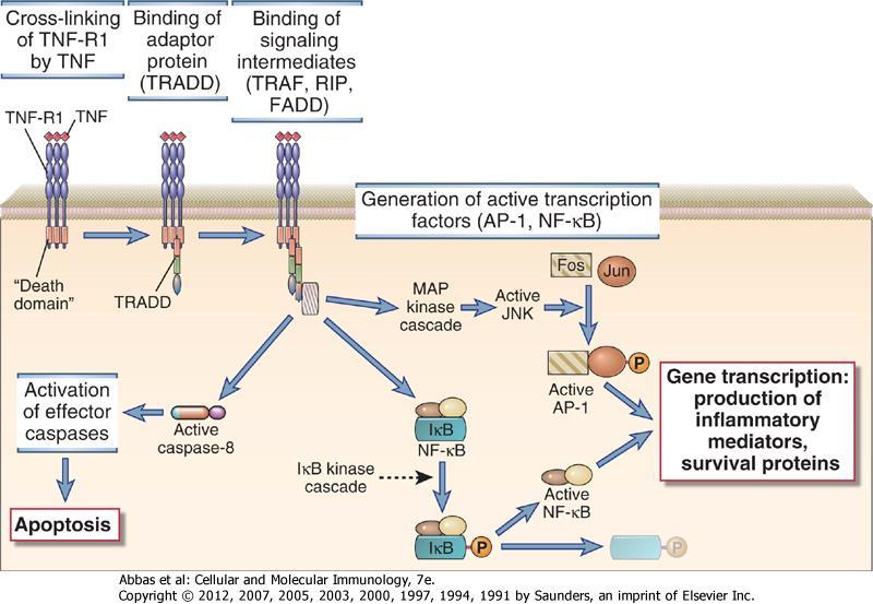 TNF RI aktiválás két lehetséges útja Figure 7-24 Signaling through the TNF receptor can result in NF-κB and MAP kinase activation or in the induction of apoptotic death.