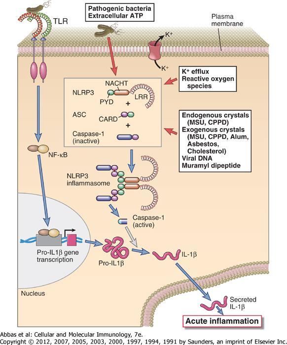 IL-1 activáció az inflammasomában Downloaded from: