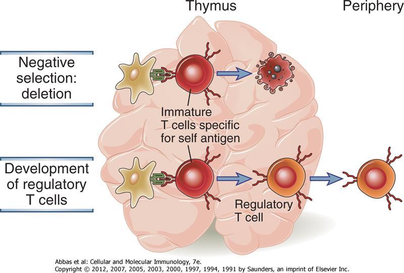 Saját MHC + saját antigén felismerés következményei II Figure 14-2 Central T cell tolerance.