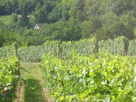Szőlő növényvédelmi előrejelzés (2018.07.12.) Általában szépen művelt szőlőket lehet találni a Borvidéken.