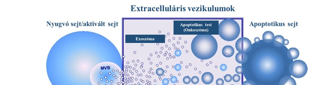1.5. Extracelluláris vezikulák szerepe a krónikus gyulladásban 1.5.1. Extracelluláris vezikulák definíciója és szerepe Legújabb tudományos eredmények bizonyítják, hogy a sejtek képesek membránba zárt