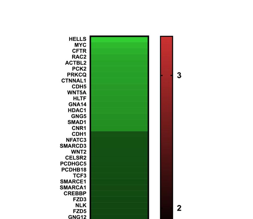 A Wnt jelátvitelben a Wnt4, Wnt5a, Wnt7a ligandok és a Fzd 1, Fzd2 és Fzd7 receptorok mrns szintjében szignifikáns változásokat detektáltunk az Affymetrix array segítségével.