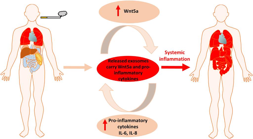 Feller et al. Systemic Inflammation Induced by Cigarette Smoke FIGURE 5 Wnt5a and proinflammatory cytokine levels in extracellular vesicles (EV-s).