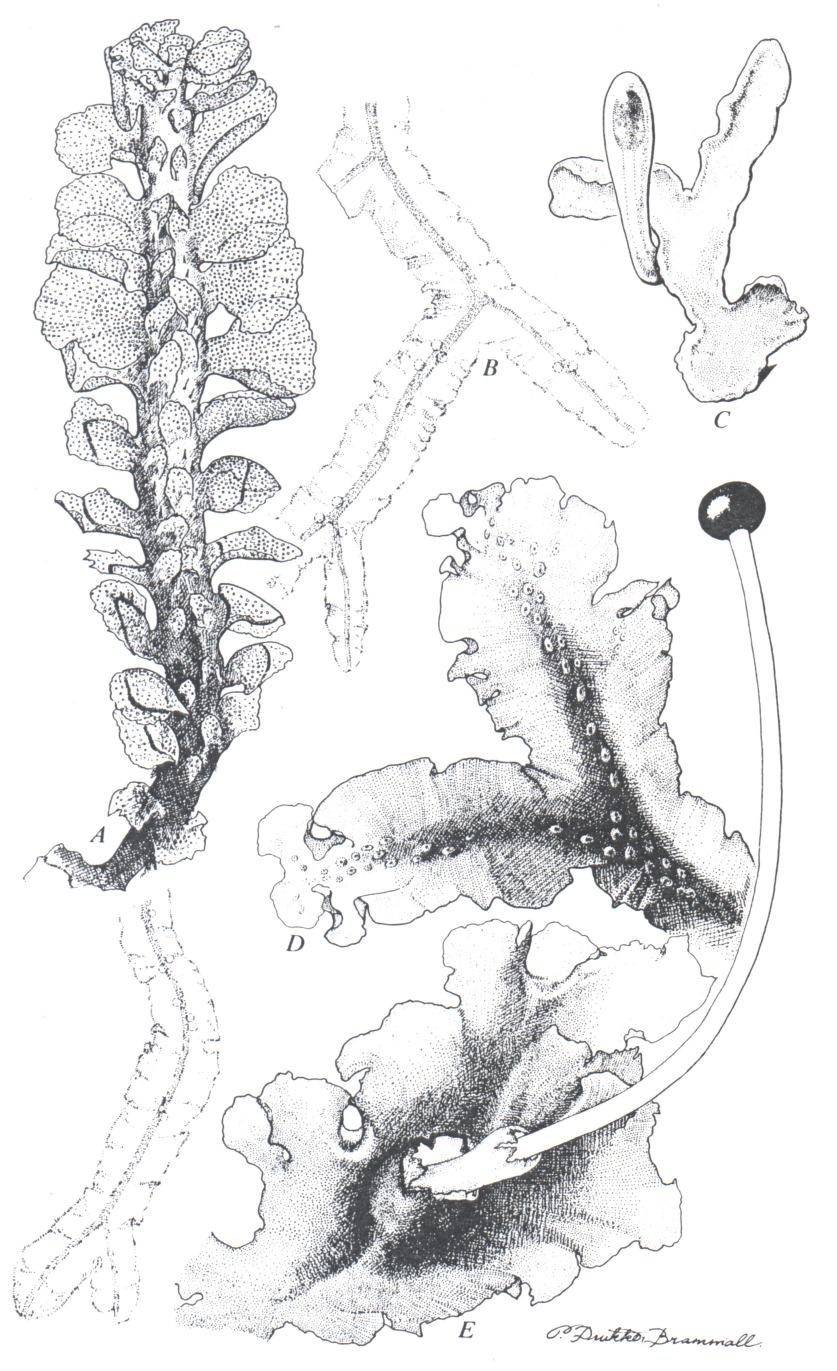 2. ábra. Metzgeriales habitusrajzok. A. Apotreubia, B.