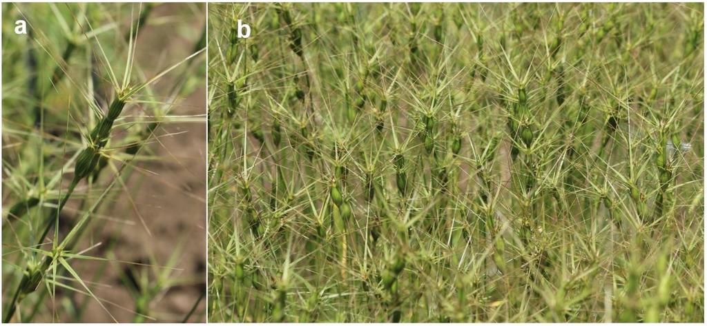 2.2.1. Az Aegilops biuncialis botanikai jellemzése és hasznos agronómiai tulajdonságai Az Aegilops biuncialis Vis. (szinonima: Triticum biunciale [Vis.] Richter, nom. illeg., Aegilops lorentii Hochst.