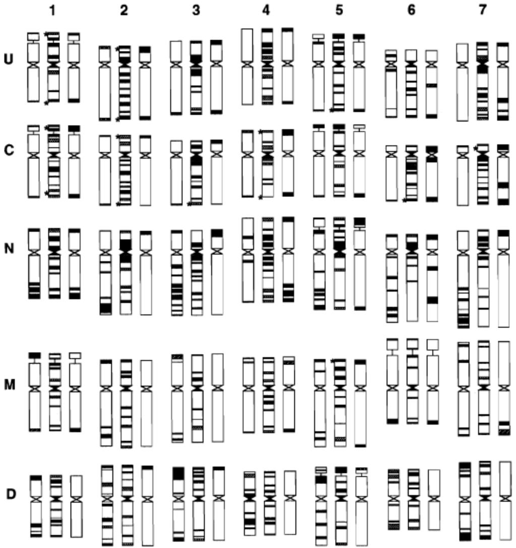 M3. Az Aegilops fajok kromoszómáinak azonosításához felhasznált FISH kariogramok 24. ábra.
