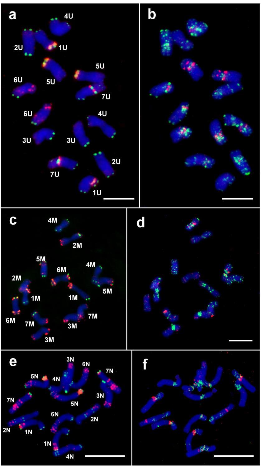 4. ábra. A mikroszatellit-próbák hibridizációs mintázatának azonosítása Aegilops fajok (a, b: Ae. umbellulata AE740/03; c, d: Ae. comosa TA2760; e, f: Ae.