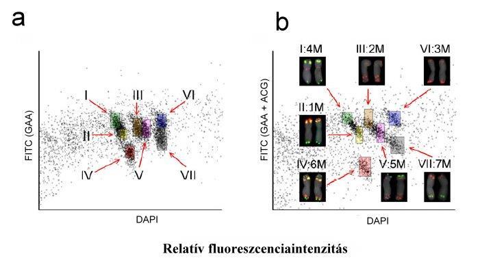 8. ábra. Az Aegilops comosa kromoszómáinak áramlásos citometriával történő frakciókra bontása. FISHIS a (GAA) n (a), illetve a (GAA) n és (ACG) n próbák egyidejű használatával.