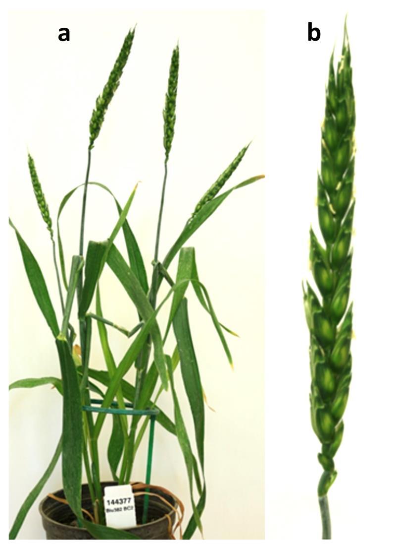 12. ábra. A 144377 citológiai számú Mv9kr1 Aegilops biuncialis MvGB382 BC 2 növény (a) és kalásza (b). Az Mv9kr1 Ae.