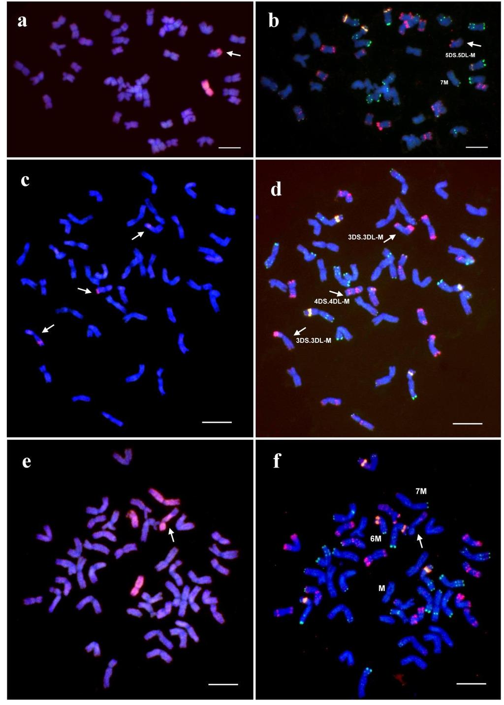 14. ábra. Mv9kr1 Aegilops biuncialis MvGB642 BC 3 növények (a, b: 144352, c, d: 144366, e, f: 144358) GISH (a, c, e) és FISH (b, d, f) vizsgálata.