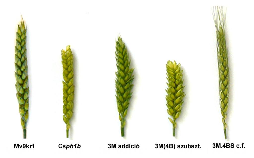 vonalak termése szignifikánsan elmarad a búza szülőétől, azonban a növényenkénti szemszám a centrikus fúziót tartalmazó vonal esetében volt a legtöbb. 18. ábra.