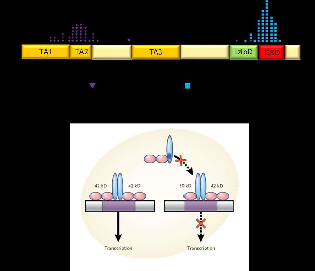 3. ábra: A: A CEBPA fehérje vázlatos szerkezete és leggyakoribb mutációinak lokalizációja. TA: transzaktivációs domén, LzipD: leucin cipzár motívumot tartalmazó domén, DBD: DNS kötő domén.