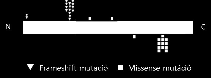 II.5.2.2 AML a DDX41 gén mutációjával. A DDX41 gén (DEAD box protein 41) mutációja az egyik legfrissebben felfedezett genetikai eltérés familiáris MDS/AML hátterében (17, 18).