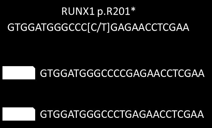 10. ábra: Az ábrán látható a RUNX1 p.r201* mutáció és szekvencia környezete, valamint az erre specifikus, eltérő riporter molekulával jelölt próbák szerkezete.