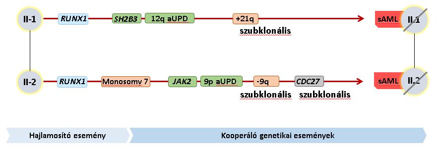 V.5. Klonális evolúció vizsgálata a IV.