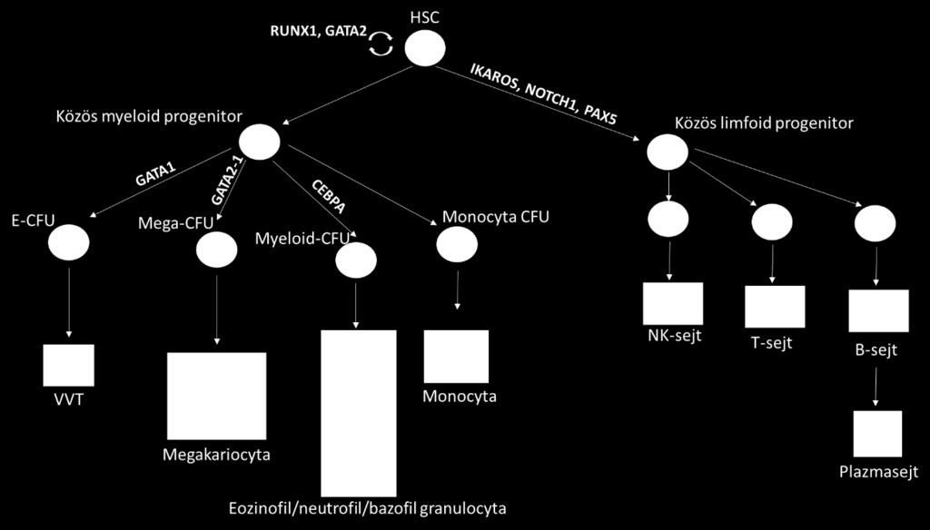 1.ábra: A hemopoezis folyamata. A hemopoetikus őssejtből az érés kezdetén szétválik a közös myeloid és limfoid útvonal.