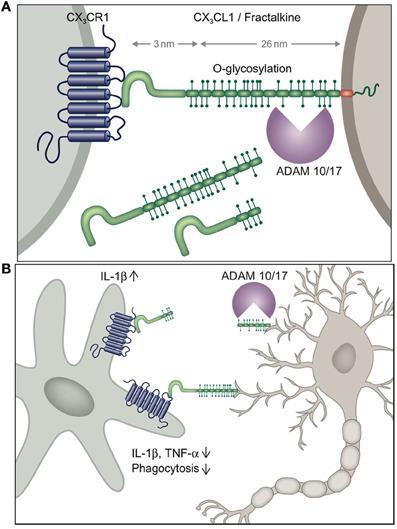 Fractalkine CX 3 CR1: konvencionális, Gα i -coupled 7- transzmembrán receptor.