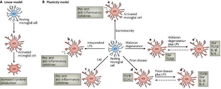 klasszikusan aktivált proinflammatorikus M1 potentially neurotoxic nyugvó mikroglia alternatívan aktivált antiinflammatorikus M2 potentially neuroprotective Mikroglia A plasticity model proposes that