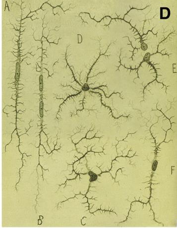 A MIKROGLIA felfedezése 1921, Pio del Rio-Hortega, Cajal tanítványa volt.