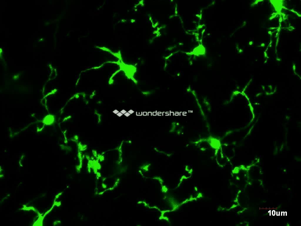 Mikroglia