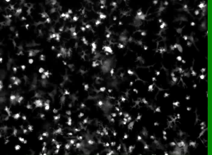 in vitro