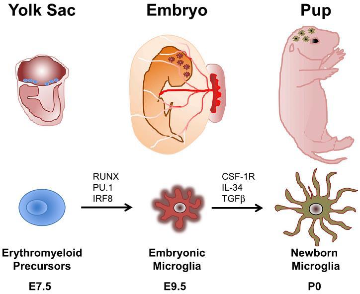 Mikroglia eredete