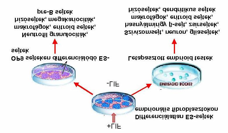 2.4. Az embrionális ossejtek differenciációs potenciálja Az embrionális ossejtek (ES sejtek) a blasztociszta embriócsomójából (inner cell mass, ICM) származó pluripotens sejtek, melyek a