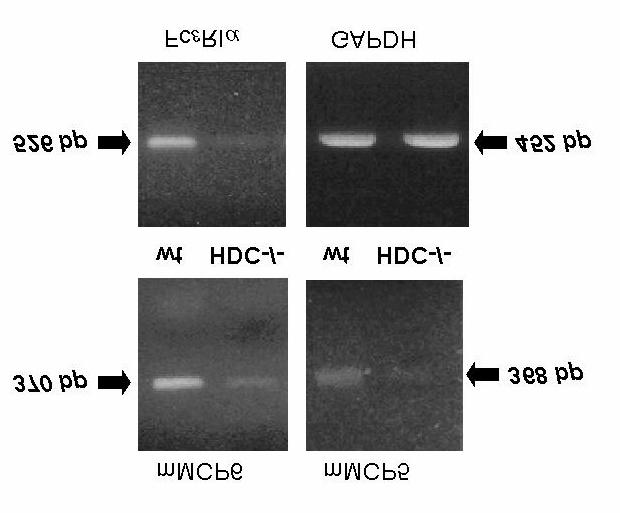 8. ábra. Az mmcp5, mmcp6, Fc?RI?