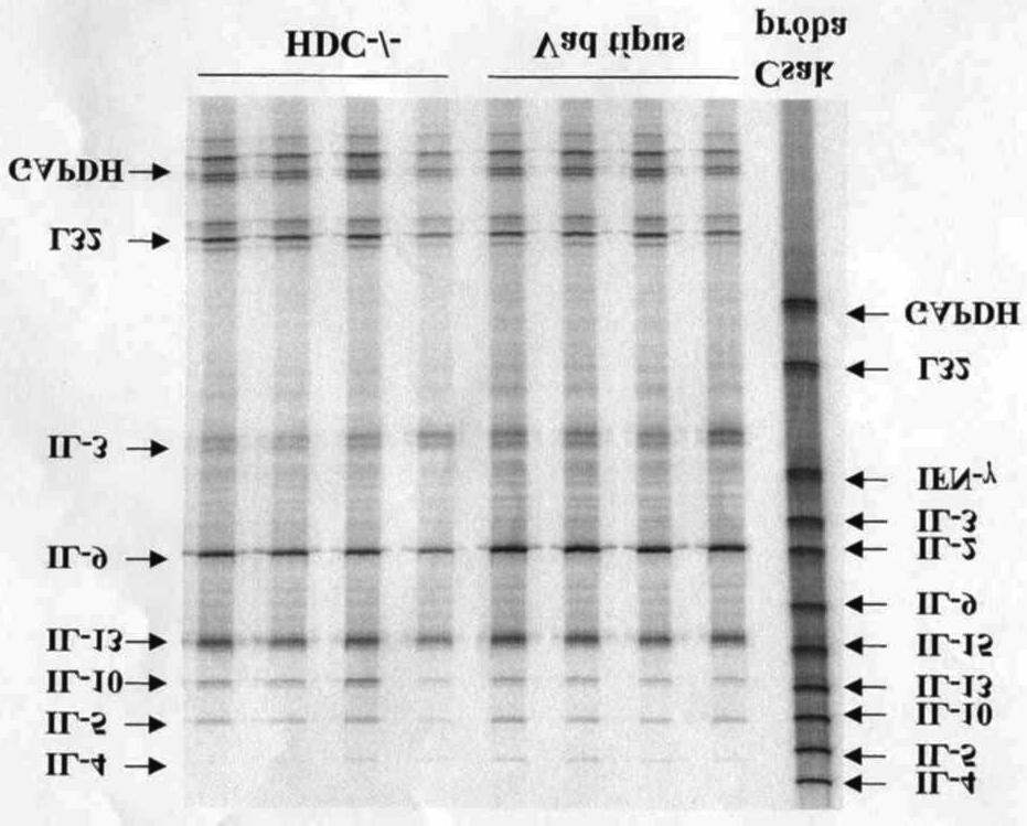 20. ábra. Részlet az mck1b templátkészlettel végzett RPA szekvenálógélbol (IL-9 + ionomycinnel stimulált minták). 21. ábra. A HDC-/- hízósejtek csökkent IL-1?