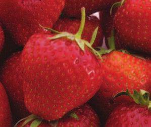 Ř )RU RXWGRRU ƓHOG JURZQ strawberries without trace elements. 125.GB0165 125.