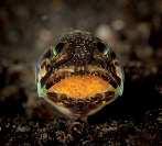 interjú Jawfish és Holdb völ Beszélgetés Bálint Attila búvárfotóssal Fotomodelljeinek szokott nevet adni?