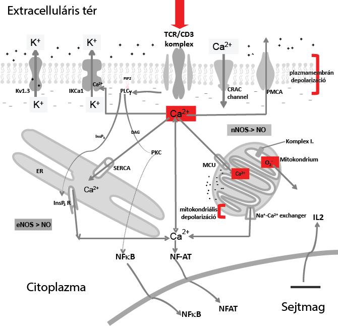 1. ábra: A Ca 2+ központi szerepe a T-sejt aktiváció kezdeti szakaszában A T-sejt receptor komplex stimulálása a citoplazmatikus Ca 2+ -szint növekedéséhez, a plazmamembrán depolarizációjához,