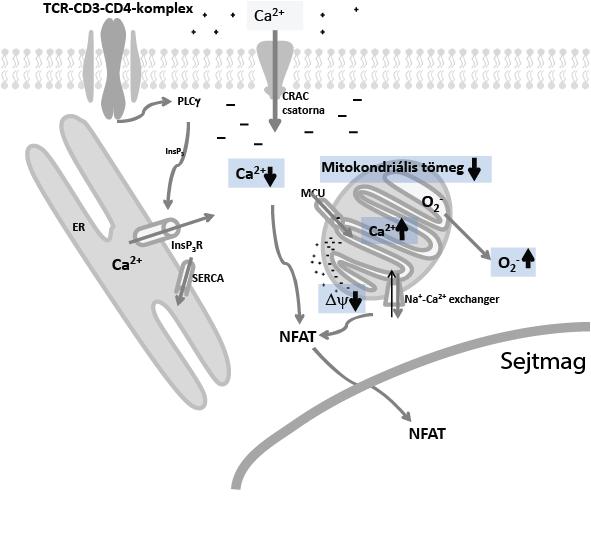 16. ábra: Az újszülött CD4+ T-sejtek aktivációjának sematikus ábrázolása. Az ábra bemutatja a fitohemagglutinin okozta aktiváció során általunk megfigyelt változásokat felnőtt CD4+ T-sejtekhez képest.