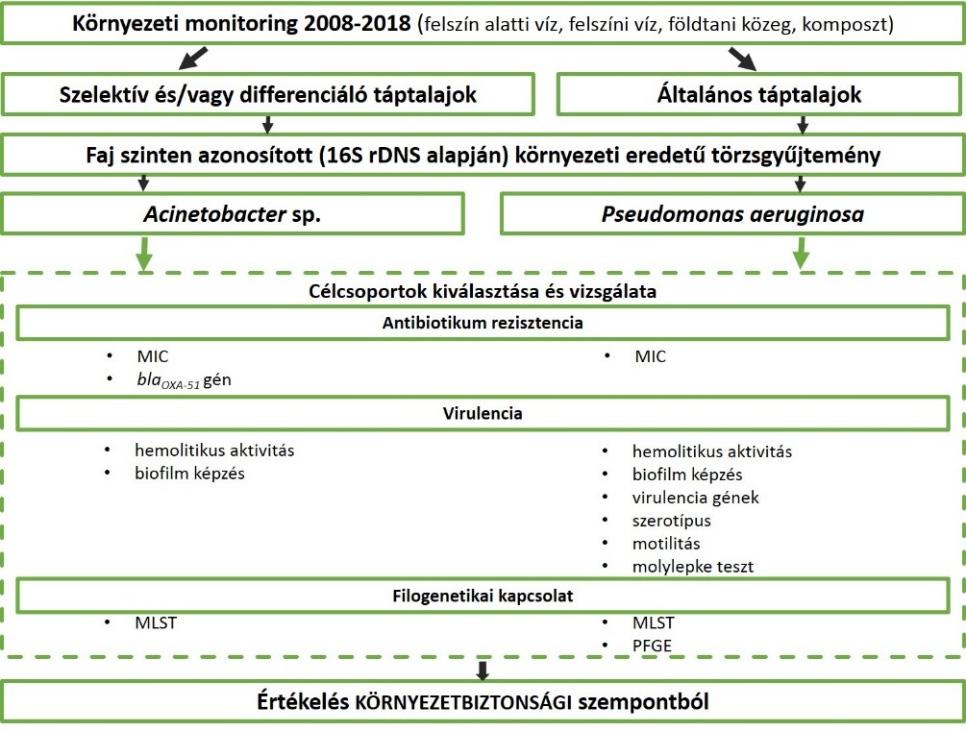 o hemolitikus aktivitás (véragar lemezen) o biofilm képző képesség (mikrotiter lemez módszer, konfokális lézer pásztázó mikroszkóp) o virulencia gének vizsgálata (polimeráz láncreakció) o szerológiai